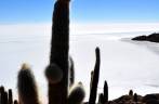 A Isla Incahuasi, no Salar de Uyuni, na Bolívia